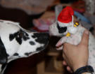 weihnachts-zwerg