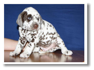 Bandit vdS 31Tage
